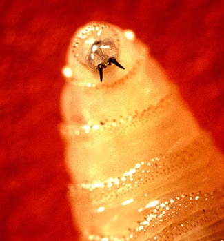  Screwworm larva. Tusklike mandibles protruding from the screwworm larva's mouth rasp the flesh of living warm-blooded animals. (Image: John Kucharski)